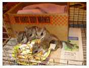 Wildlife Rehab